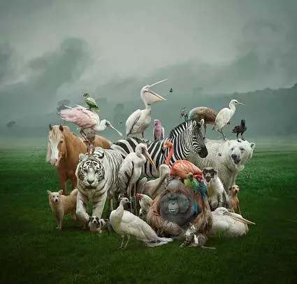 IMMAGINE